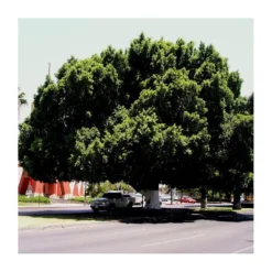 Ficus Retusa Nítida Ejemplar