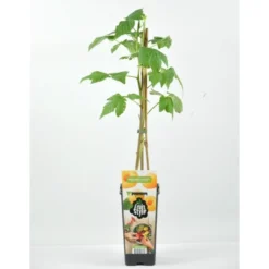 Frambuesa Amarilla Certificado M.P.S