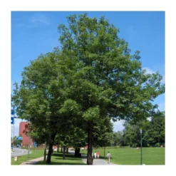 Fraxinus Angustifolia