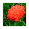 Granado De Flor Maxima Rubra