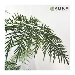 Grevillea Robusta -Zed Planta Comercio grevillea robusta 2