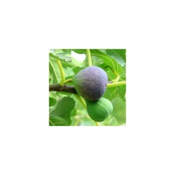 Higuera Breva Negra EJEMPLAR -Zed Planta Comercio higuera breva 2