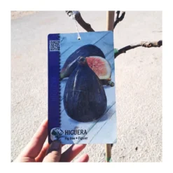 Zed Planta Comercio -Zed Planta Comercio higuera cuello de dama negra 1