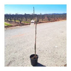 Higuera Cuello De Dama Negra