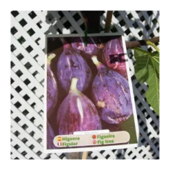 Higuera Napolitana -Zed Planta Comercio higuera napolitana 2