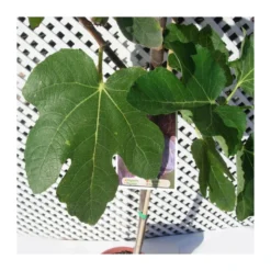 Higuera Napolitana -Zed Planta Comercio higuera napolitana 3