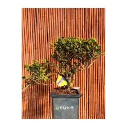 Bonsái Ilex Crenata