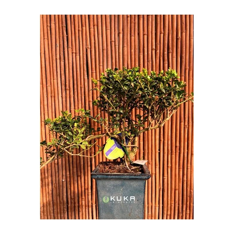 Bonsái Ilex Crenata 1 Bonsái Ilex Crenata