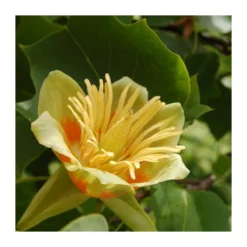 Liriodendron Tulipifera