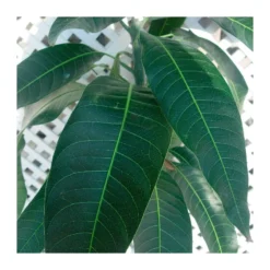 Zed Planta Comercio -Zed Planta Comercio mango tommy atkins 1