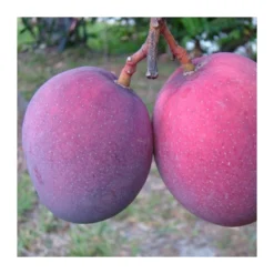 Mango Tommy Atkins -Zed Planta Comercio mango tommy atkins 2