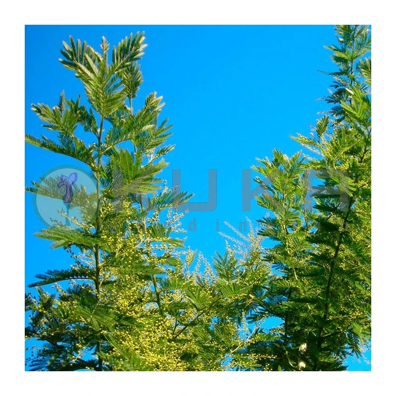 Mimosa Bayleyana 1 Mimosa Bayleyana