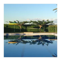 Morera Fruitless -Zed Planta Comercio morus fruitless lujijama 2