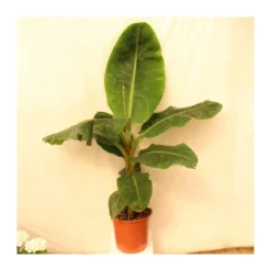 Musa Dwarf Cavendish