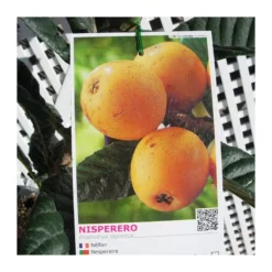 Nispero Argelino -Zed Planta Comercio nispero algelino 1