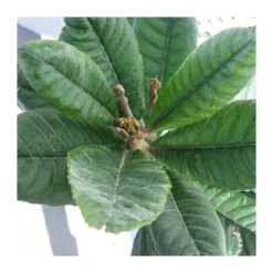 Nispero Argelino -Zed Planta Comercio nispero algelino 2