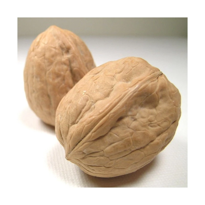 Nogal De California Chanler Injertado 1 Nogal De California Chanler Injertado