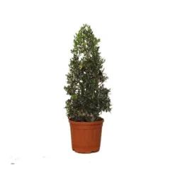 Olivera Forma Piramide Ejemplar