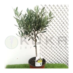 Olivo En Forma De Copa -Zed Planta Comercio olivo en forma de copa 2