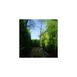 Parkinsonia Mycrophylla EJEMPLAR