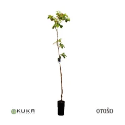 Parra Moscatel De Hamburgo