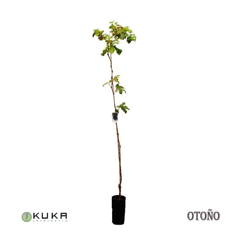 Parra Moscatel De Hamburgo 1 Parra Moscatel De Hamburgo