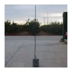 Zed Planta Comercio -Zed Planta Comercio peral moretini 1