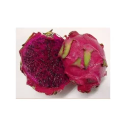 Pitahaya JC02 -Zed Planta Comercio pitahaya jc01 2