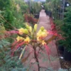 Caesalpinia Gilliesi