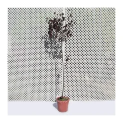 Prunus Pisardi EJEMPLAR -Zed Planta Comercio prunus pisardi ejemplar 2