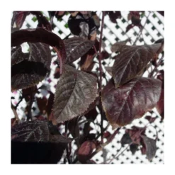 Prunus Pisardi EJEMPLAR