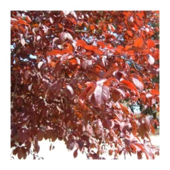 Prunus Pisardi EJEMPLAR -Zed Planta Comercio prunus pisardi ejemplar 3