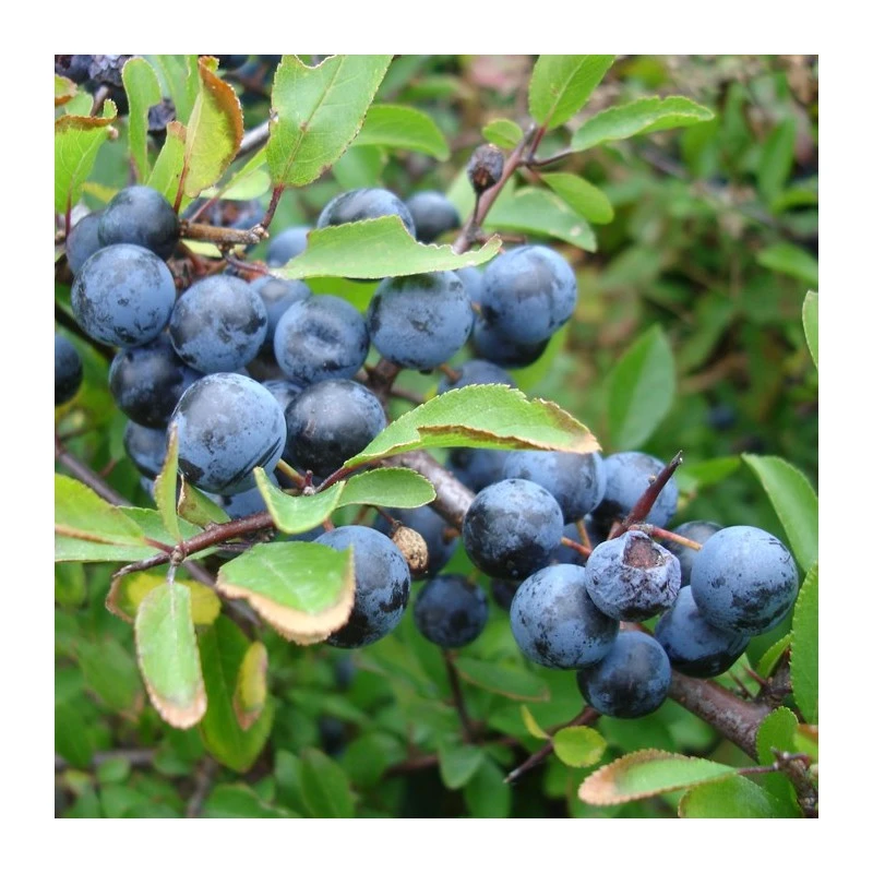 Endrino Certificado M.P.S 1 Endrino Certificado M.P.S