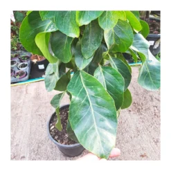 Schefflera Actinophylla 5 Schefflera Actinophylla -Zed Planta Comercio schefflera actinophylla 2