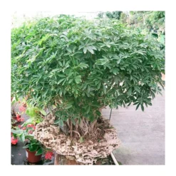 Bonsái Schefflera Arboricola -Zed Planta Comercio schefflera actinophylla 8
