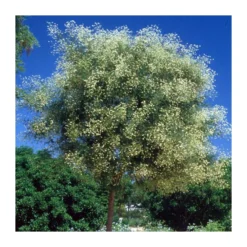 Sophora Japonica EJEMPLAR