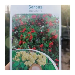 Sorbus Aucuparia