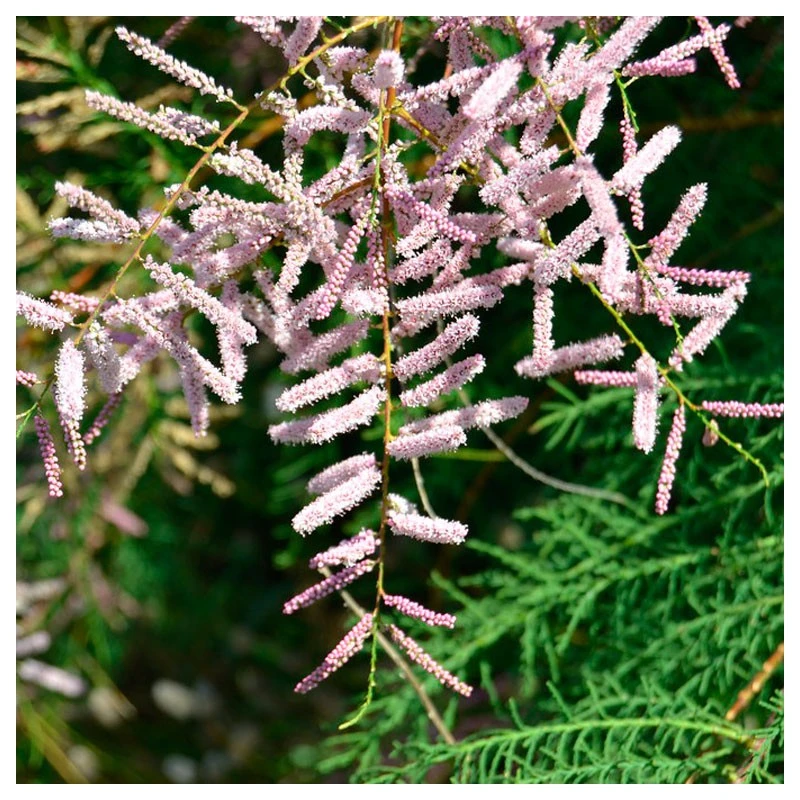 Tamarix Gallica 2 Tamarix Gallica - Imagen 2