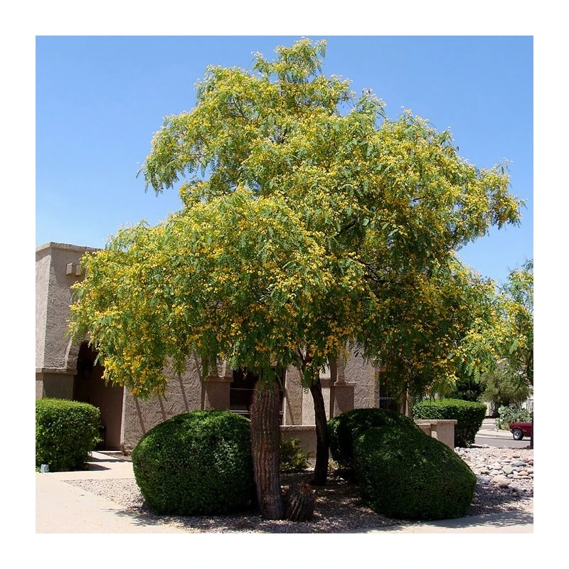 Tipuana Tipu 1 Tipuana Tipu