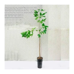 Zed Planta Comercio -Zed Planta Comercio zapote blanco pike 1